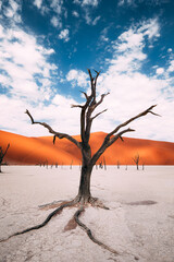 Paisaje des&eacute;rtico de &aacute;rboles secos entre dunas en Namibia
