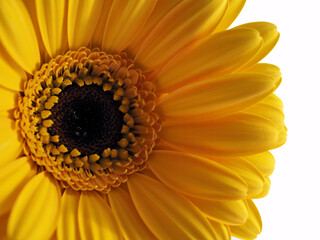 Vibrant yellow Gerbera daisy blooms with intricate petal details, offering a burst of sunshine and natural beauty for your designs.