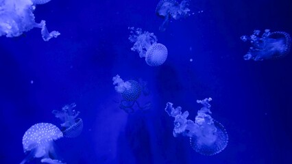 Ephemeral jellyfish in the depths of an aquarium — magical underwater light for design, science,...