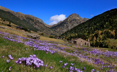 alpine meadow with flowers