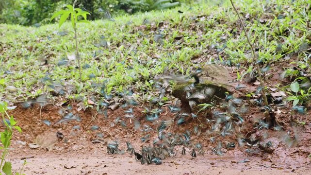 A group of beautiful colorful butterflies perch and sucking eat food and mineral water from floor outdoors in natural forest. Beauty in nature of butterfly species of Asian flying in a national park. 
