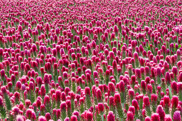 A vibrant field filled with countless bright pink clover flowers in full bloom. The rich colors create a stunning natural carpet of blossoms. A perfect spring or summer scene in bloom.