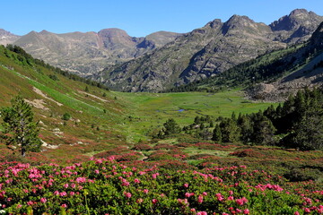 flowers in the mountains