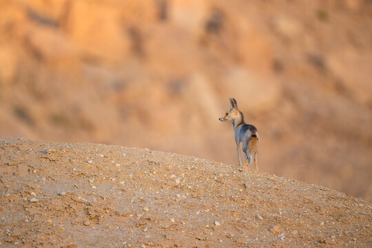 Arabian red fox called as desert fox, cute little wild animal&nbsp;and tiny in size, Arabian Red fox  portrait close up and isolated.