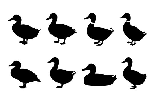 A set of eight detailed black duck silhouettes, showcasing variations in posture and marking, arranged in a two-row grid against a white background.