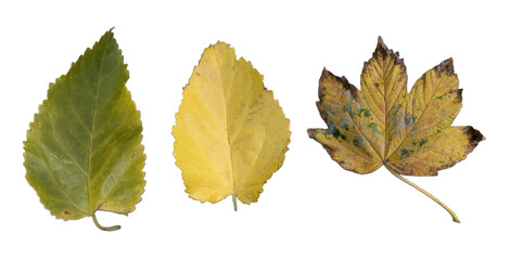 Autumn Leaves Collection PNG : Diverse Fall Foliage Cutouts for Seasonal Design and Botanical Inspiration, Original Size