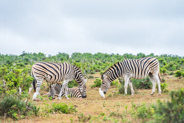 Zebras in the Addo Elephant National Park in South Africa