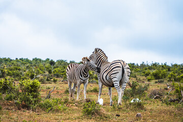 Naklejka premium Zebras in the Addo Elephant National Park in South Africa