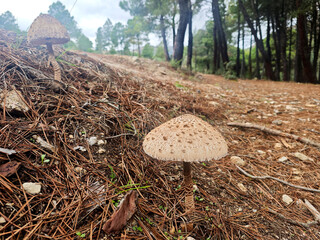 Macrolepiota procera. Parasol mushrooms in pine forest.