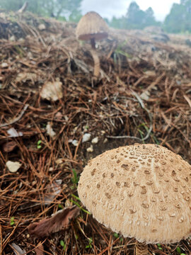 The parasol mushroom, Macrolepiota procera, is a basidiomycete fungus with a large, prominent fruiting body resembling a parasol.