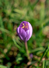 purple crocus flower