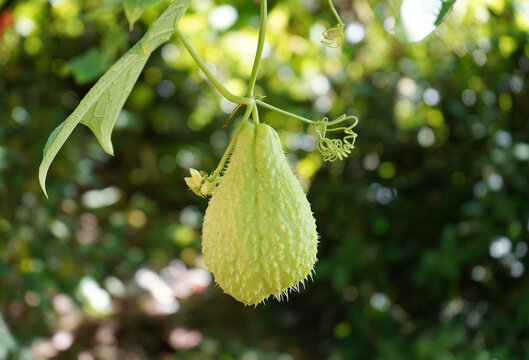 Fresh Green Chayote (Iskus) Fruit Hanging from a Vine