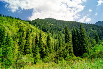 natural beauty of the Tian Shan mountains near Almaty. Lush green landscape with dense coniferous forests. Rolling hills and majestic peaks create a sense of tranquility and grandeur