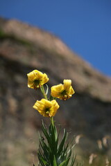 yellow flower in the mountains
