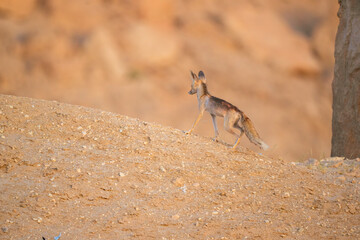 Arabian red fox called as desert fox, cute little wild animal and tiny in size, Arabian Red fox  portrait close up and isolated.