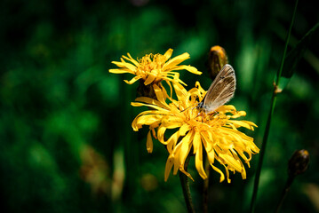 a delicate butterfly perched on a vibrant yellow flower. Close-up artistic photograph of nature. for botanical books, articles, greeting cards, nature calendars, or decorative prints