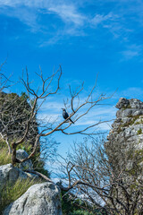 A red-winged starling (Onychognathus morio) on the top of Table Mountain, South Africa