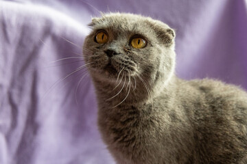 Fototapeta premium Close-up of an adult female Scottish Fold with a round face, large round eyes, and forward-folded ears against a lilac background.