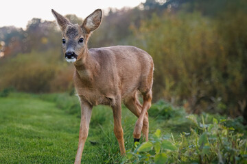 A young male roe deer walks toward the camera on green grass against a backdrop of bushes on an autumn evening.