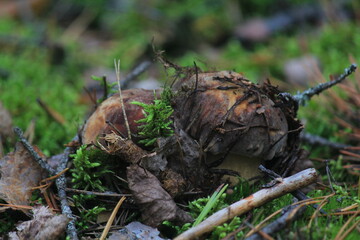 porcini mushroom in a summer forest