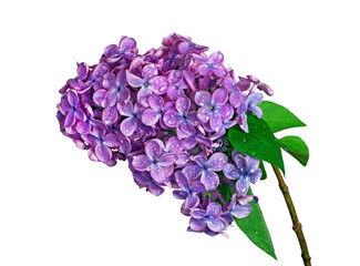 blossoming lilac branch isolated on transparent background. purple lilac in water drops