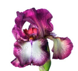 bright colorful purple iris flower in water drops isolated on transparent background. close up