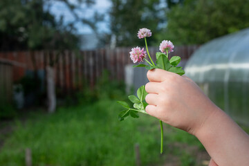 clover flowers in a child's hand