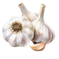 Obraz premium Watercolor Illustration of Three Garlic Bulbs and One Clove on Transparent Background isolated on a transparent background