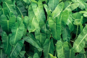 Background of tropical green leaves. Abstract nature background. Tropical nature concept.