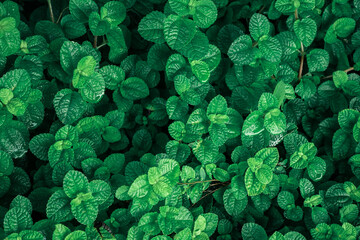 Background of tropical green leaves. Abstract nature background. Tropical nature concept.	