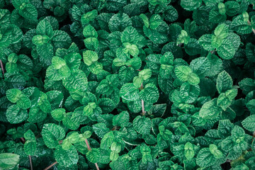 Background of tropical green leaves. Abstract nature background. Tropical nature concept.	