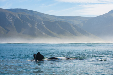 Whales in Hermanus Bay, South Africa. © Daniela Baumann