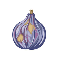Fig fruit bright hand drawn