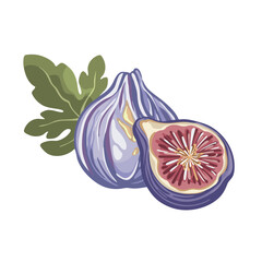Juicy fig fruit bright hand drawn