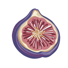 Half a fig, bright hand-drawn