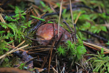 porcini mushroom in a summer forest