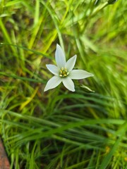white flowers in the garden