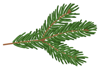 Fir tree twig. Winter holidays decoration.
