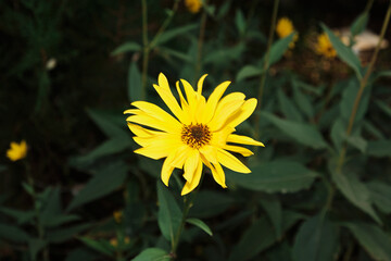 Yellow flower (Helianthus laetiflorus) in a garden, close-up. Bright sunny summer day. Floral background.