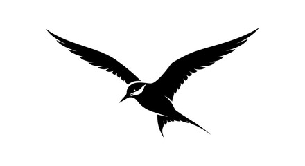 Graceful Black Tern in Flight Isolated on White Background.