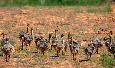 A flock of Common Ostrich chicks.