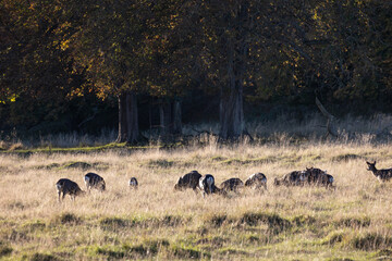 deers in the tall grass in the woods in autumn