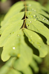 Krople wody na rożlinach w parku kampinoskim
