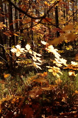 Jesienne światło na liściach dębu