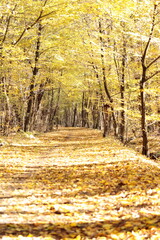 Jesienna ścieżka w parku kampinoskim.