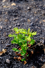 A green oak sapling growing after a forest fire The Powerful Concept of Regeneration