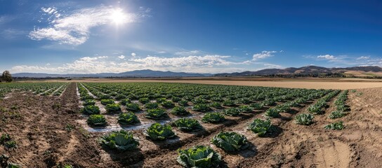 In the photo, an expansive field of cabbage plants is neatly arranged under bright sunlight.