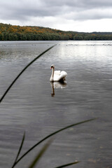 Swan swimming on a calm lake in autumn landscape.Elegant white swan floating on a tranquil lake surrounded by colorful autumn forest under cloudy sky. Peaceful nature scene with reflections on the wat
