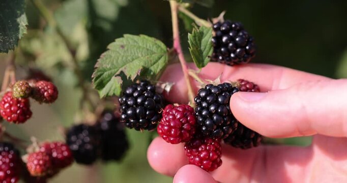 unripe blackberries on shrub branches in warm weather in late summer , harvest blackberries in the garden in the summer season, before the berries ripen and their sweetness appears