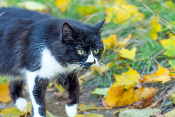 portrait of a black and white cat in nature